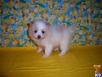 Pomeranian Puppies for Sale